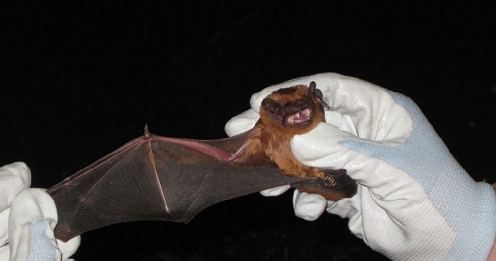 Bat being examined