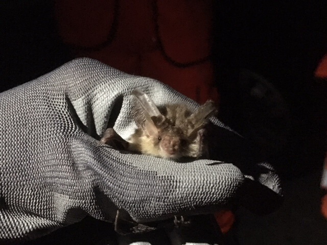 a gloved hand holding a bat in the dark.