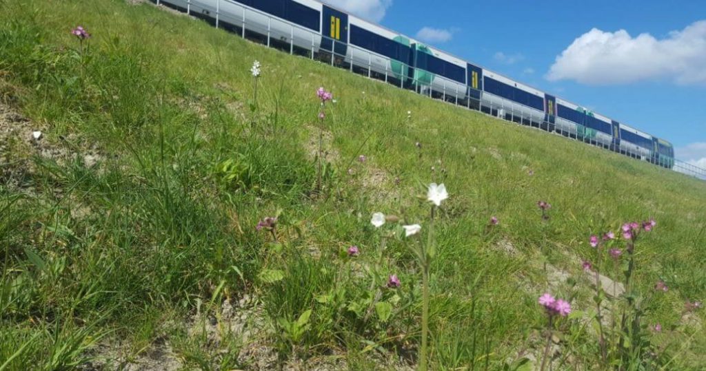 Wild flowers on the side of a hill as a train passes in the distance