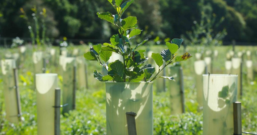 Freshly planted trees in a field, daytime