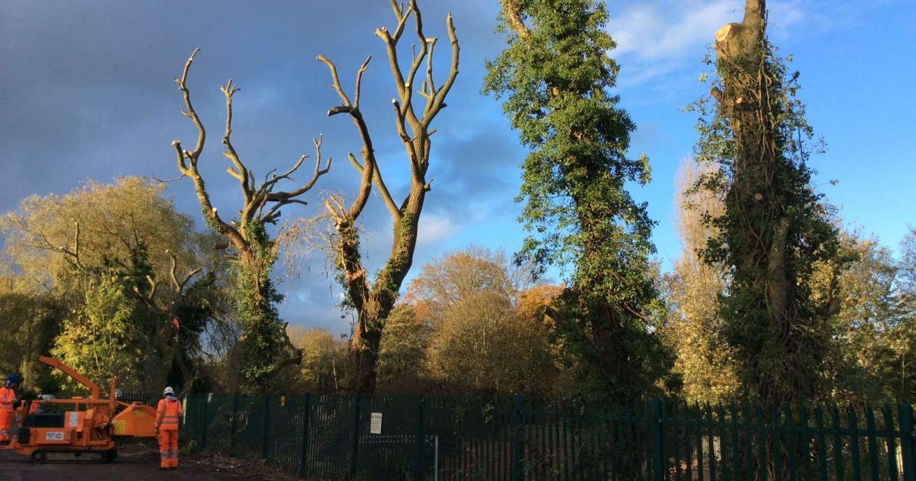 Section felling Problem trees 1310×688