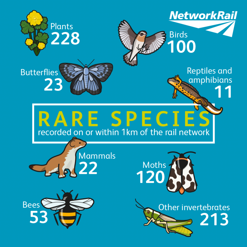 Rare types of species recorded within 1km of the rail network: 228 plants, 100 birds, 23 butterflies, 11 reptiles and amphibians, 22 mammals, 120 moths, 53 bees and 213 other invertebrates.