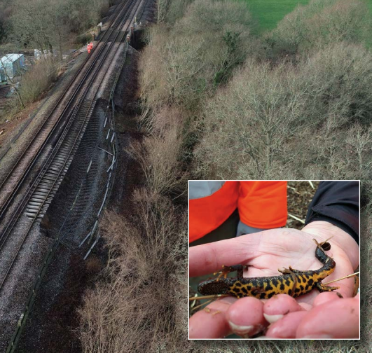 Edenbridge landslip and a great crested newt