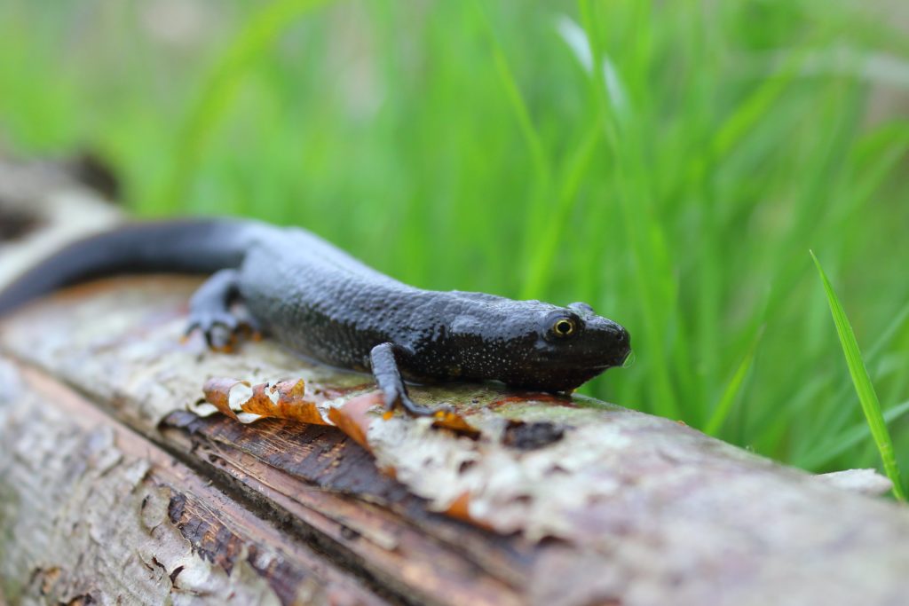 Great crested newt on a log