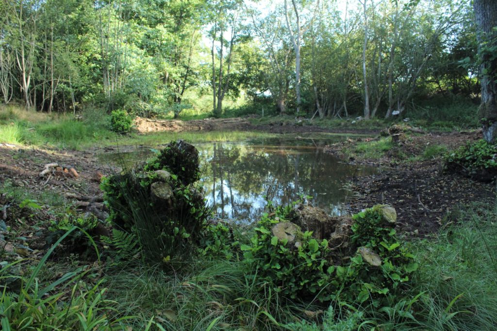 A pond habitat, daytime