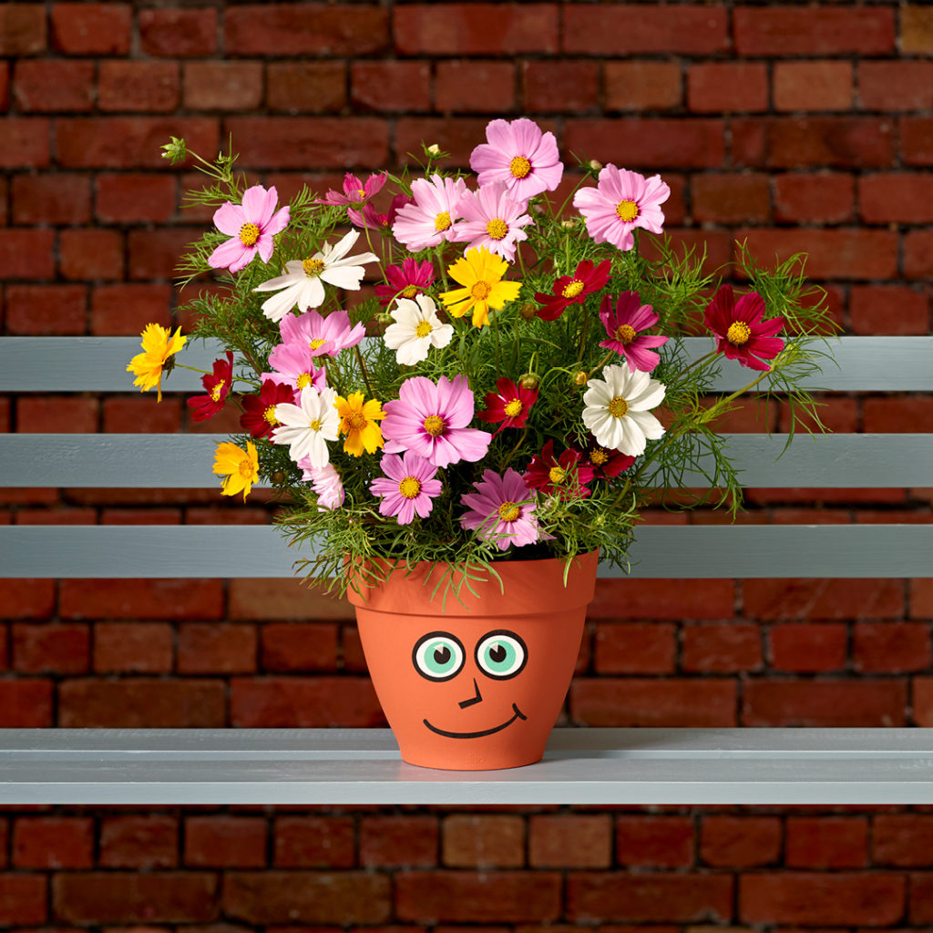 Flowers in a flower pot, with a face painted on the pot