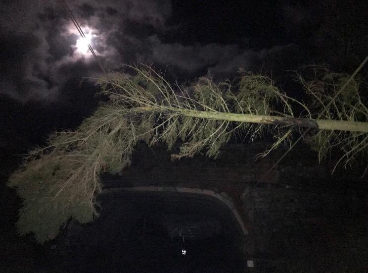 Fallen tree disrupting services between Oxenholme and Penrith during Storm Dudley