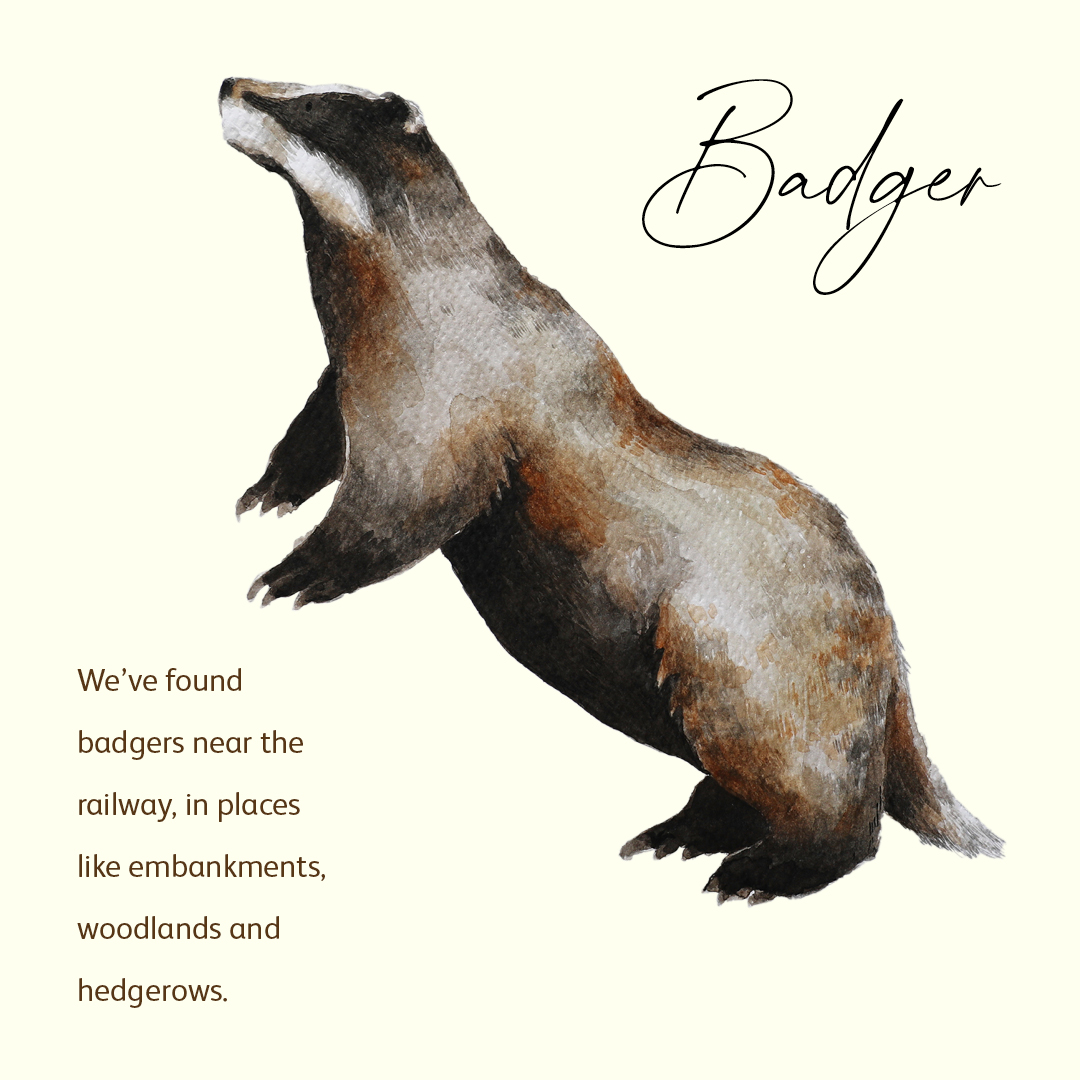 Water colour infographic of a badger