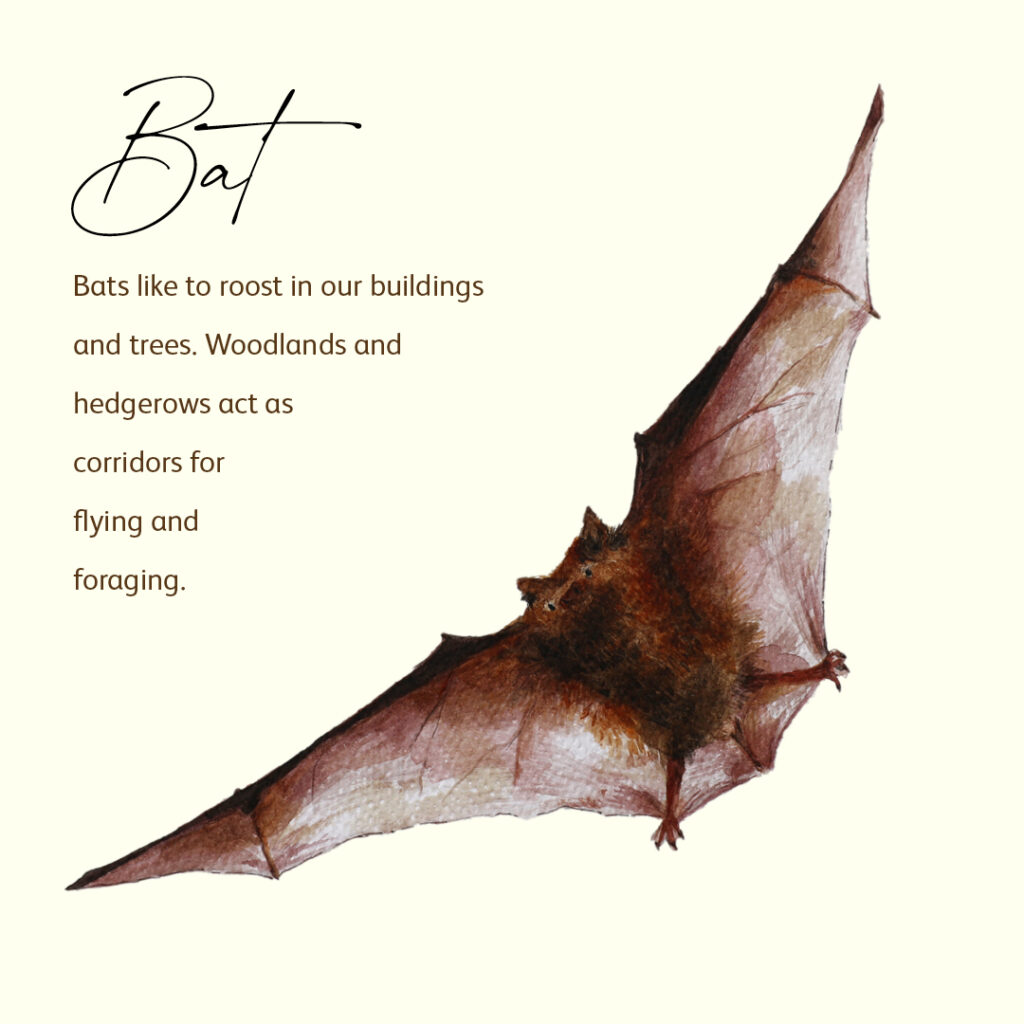 Water colour infographic of a bat
