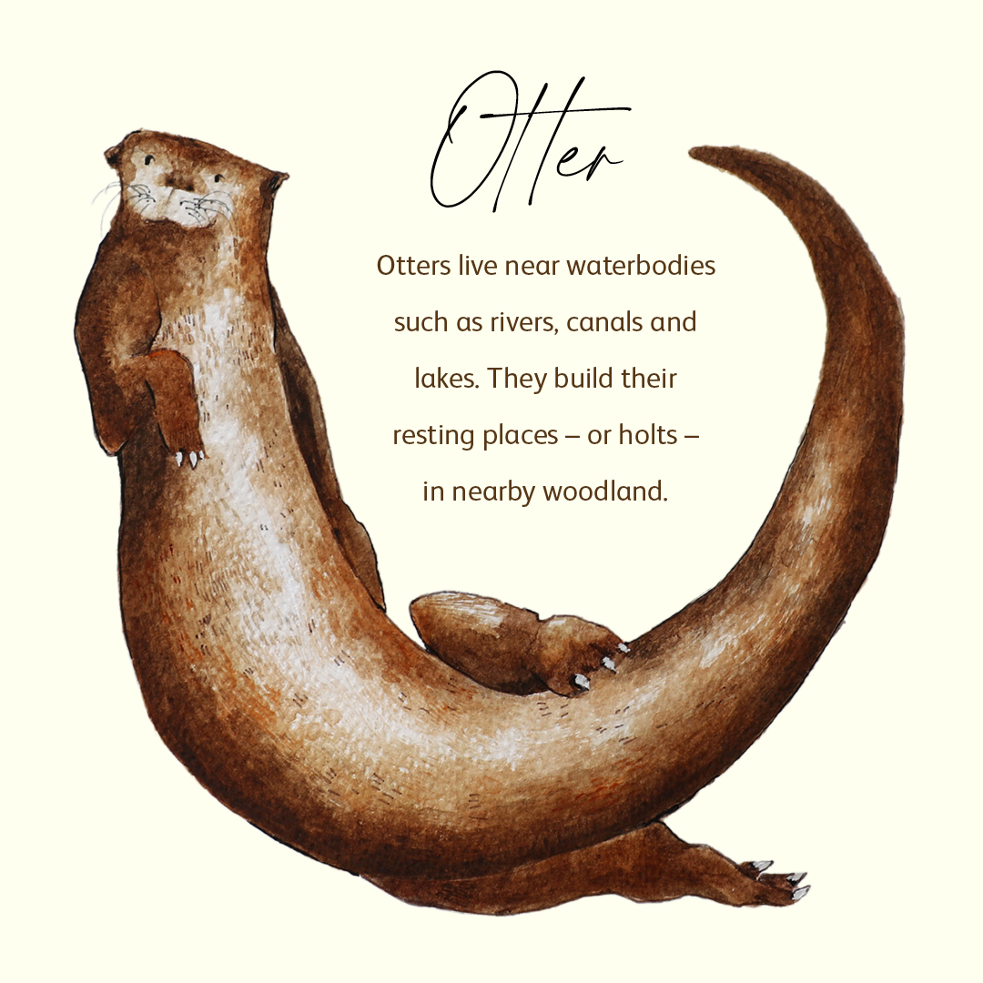 Water colour infographic of an otter