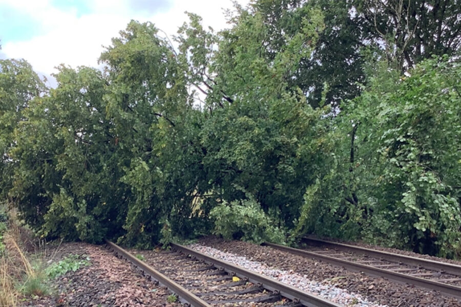 Fallen tree on track